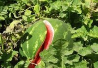 کشت محصولات اساسی و نهاده زیر سایه کشت جالیزی