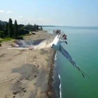 چرخش پرنده ای در سرعت زیاد