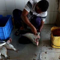 جذابیت های جزیره قشم