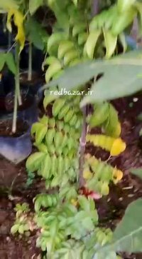 باردهی نهال پاپایا سوپر پاکوتاه ردلیدی و استار فروت شیرین در گلخانه ردبازار . رشت