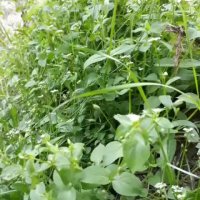 #طبیعت بکر و دیدنی طارم روستای چلوار محله (گیلانکشه)