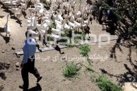 گزارش تصویری از محل پرورش غاز در شهرستان نقده