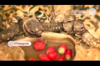 رکورد زدن که فقط مخصوص آدما نیست! سریع‌ترین لاک‌پشت دنیا هم دل داره بالاخره