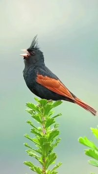 کلیپ جالب از صدای زیباترین پرندگان دنیا !