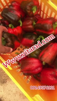 فروش عمده فلفل دلمه ای رنگی جهت صادرات