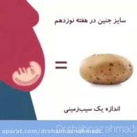 رشد جنین در شکم مادر