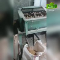 صادرات نخود کرمانشاه