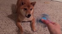 عکس العمل جالب سگ به وسیله بازی