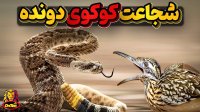کوکوی دونده  پرنده شجاعی که در موقع خطر قهرمان دو میشود!