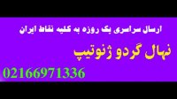 نهال گردو شیلی اصلاح شده  09350798050