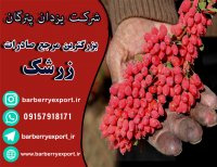 صادرات زرشک به کشور روسیه توسط شرکت یزدان پترگان آریا