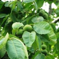 قیمت نهال گردو چندلر ژنوتیپ 09121270623