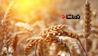 درخشش خوشه‌های طلایی گندم در "دشت گریانه"