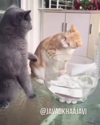 دعوای گربه ای - صداگذاری جواد خواجوی