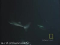 شکار کوسه توسط اختاپوس