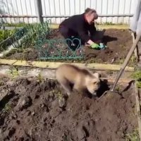 بچه خرس کشاورز