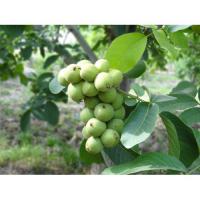 قیمت درخت گردو پکان دیرگل  09120460327