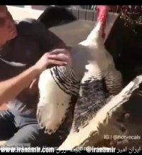 نام این ویدیو "عشق ، انسان و حیوان" هستش