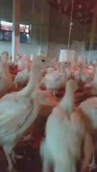 بوقلمون بی یو تی