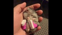 Sleepy hamster models awesome pink shoes