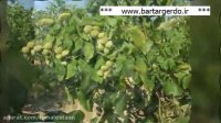 خرید نهال از بزرگترین نهالستان گردوی شمال غرب کشور | 09141832393