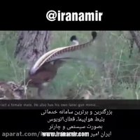 پرنده ای عجیب و کارهای عجیب !  خارق العادست   #ایران_امیر