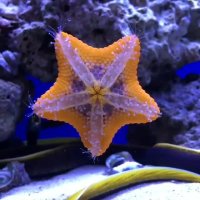 ستاره های زیبای دریایی