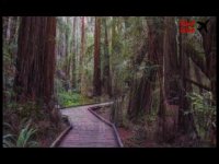 یادبود ملی مور وودز