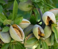 قیمت درخت بادام آذر 09120398417