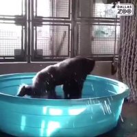 گوریل خوشحال