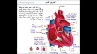 درباره قلب خود چه می دانید؟