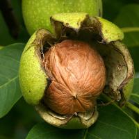 فروش نهال گردوی چندلر ژنوتیپ 09121270623