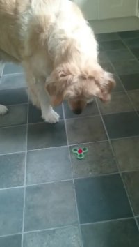 واکنش خنده دار سگ به اسپینر