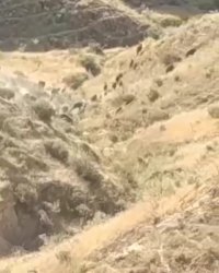 آتش سوزی زاگرس و فرار حیوانات