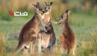 کلیپ خنده دار کانگوروها