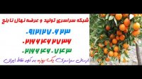 نهال نارنج  02166462302 – خرید نهال نارنج – فروش نهال نارنج – قیمت نهال نارنج