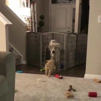 تا حالا کجا بودی توله؟!