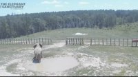 LIVE: Elephant Sanctuary in Tennessee | The Dodo LIVE