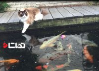 بازی گربه و ماهی ها