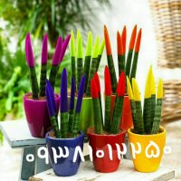 مخمل پاش*پودرمخمل*چسب مخمل*09362420851