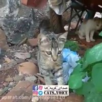 گربه ها منبع شادی و خیر و بركت و آرامش هستند.