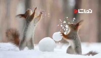 صحنه های ناب برف بازی حیوانات - بخش 1