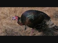 فروشگاه تخصصی تخم نطفه دار مرغ و دیگر تخم های نطفه دار