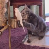 گربه در حال نازکردن پرنده