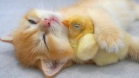 خوابیدن بچه گربه و جوجه در آغوش هم