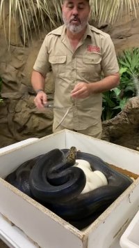 دسته راکت و دوتا توپ پینگ پنگ رستم!؟