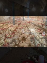 فروش مرغ اجداد فروش تخم مرغ نطفه دار