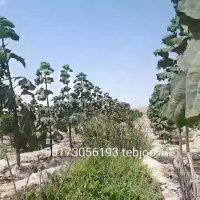 کاشت درخت پالونیا پائولونیا هیبریدی طب جو   09173056193 گیاه پالونیا