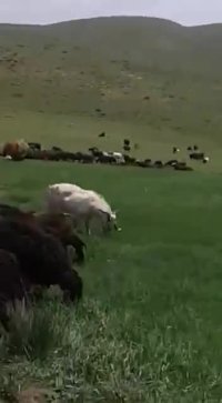 گوسفند زنده تهران