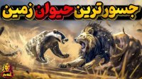 گورکن عسل خوار نترس ترین حیوان زمین که از هیچ قدرتی هراس ندارد